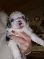 Vincent, a male Miniature Australian Shepherd for sale in Canon City, CO – 4 of 7