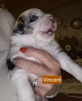 Vincent, a male Miniature Australian Shepherd for sale in Canon City, CO – 2 of 7