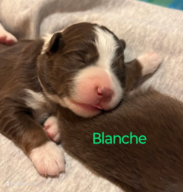 Blanche – Miniature Australian Shepherd puppy for sale in Canon City, CO