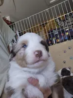 Wagner "Wags", a male Miniature Australian Shepherd for sale in Canon City, CO – 9 of 9