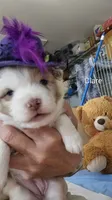 Clarette "Clare", a female Miniature Australian Shepherd for sale in Canon City, CO – 1 of 9