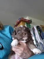 Rhett, a male Miniature Australian Shepherd for sale in Canon City, CO – 5 of 6