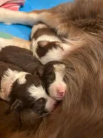 Maple, a female Miniature Australian Shepherd for sale in Canon City, CO – 8 of 10