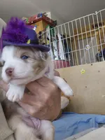 Clarette "Clare", a female Miniature Australian Shepherd for sale in Canon City, CO – 9 of 9
