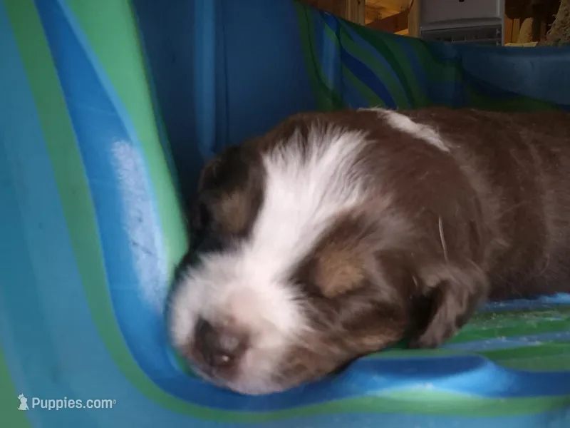 Percy – Miniature Australian Shepherd puppy for sale in Canon City, CO
