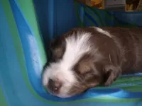 Percy, a male Miniature Australian Shepherd for sale in Canon City, CO – 1 of 6