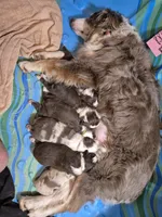 Cherry Jubilee , a female Miniature Australian Shepherd for sale in Canon City, CO – 6 of 8
