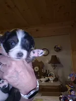 Zelda, a female Miniature Australian Shepherd for sale in Canon City, CO – 6 of 7