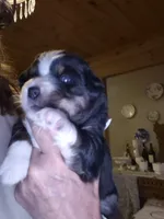 Fern, a female Miniature Australian Shepherd for sale in Canon City, CO – 6 of 7