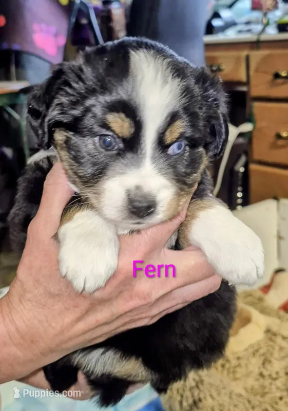 Fern – Miniature Australian Shepherd puppy for sale in Canon City, CO