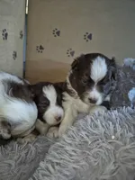 Blanche, a female Miniature Australian Shepherd for sale in Canon City, CO – 6 of 10