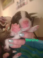 Blanche, a female Miniature Australian Shepherd for sale in Canon City, CO – 5 of 10