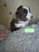 Blanche, a female Miniature Australian Shepherd for sale in Canon City, CO – 4 of 10