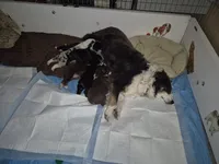 Zelda, a female Miniature Australian Shepherd for sale in Canon City, CO – 7 of 7