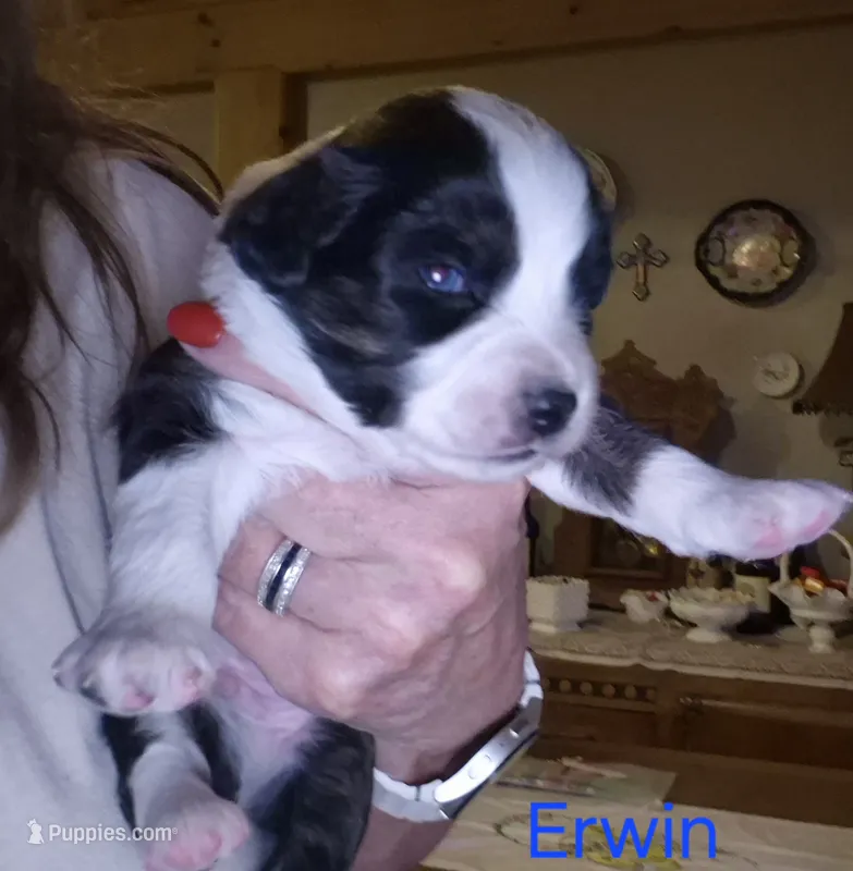 ERWIN – Miniature Australian Shepherd puppy for sale in Canon City, CO