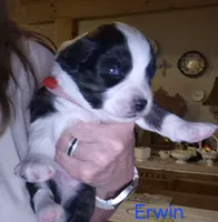 ERWIN, a male Miniature Australian Shepherd for sale in Canon City, CO – 1 of 6