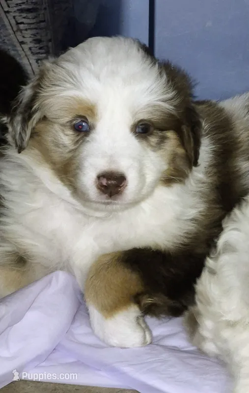 Wagner "Wags" – Miniature Australian Shepherd puppy for sale in Canon City, CO