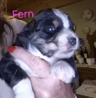 Fern, a female Miniature Australian Shepherd for sale in Canon City, CO – 3 of 7