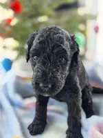 Belle, a female Goldendoodle for sale in Burlington, NJ – Photo 1 of 2
