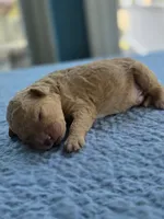 Benji, a male Goldendoodle for sale in Burlington, NJ – 4 of 4