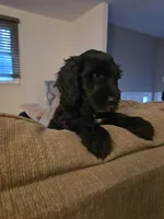 Sky, a female Goldendoodle for sale in Burlington, NJ – 5 of 5