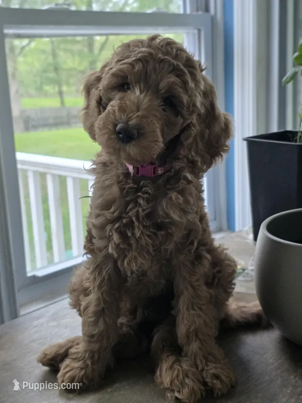 Sky – Goldendoodle puppy for sale in Burlington, NJ