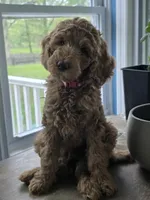 Sky, a female Goldendoodle for sale in Burlington, NJ – Photo 1 of 3