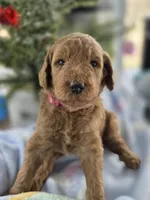 Sky, a female Goldendoodle for sale in Burlington, NJ – Photo 1 of 2