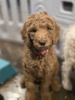 Sky, a female Goldendoodle for sale in Burlington, NJ – 4 of 4