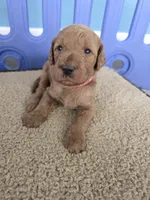 Sky, a female Goldendoodle for sale in Burlington, NJ – Photo 2 of 2