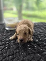 Benji, a male Goldendoodle for sale in Burlington, NJ – 3 of 4