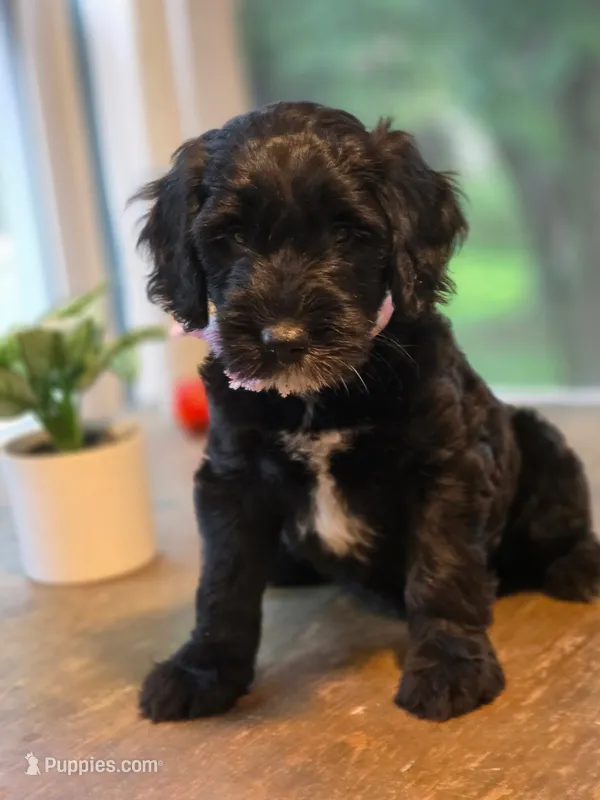Summer – Goldendoodle puppy for sale in Burlington, NJ