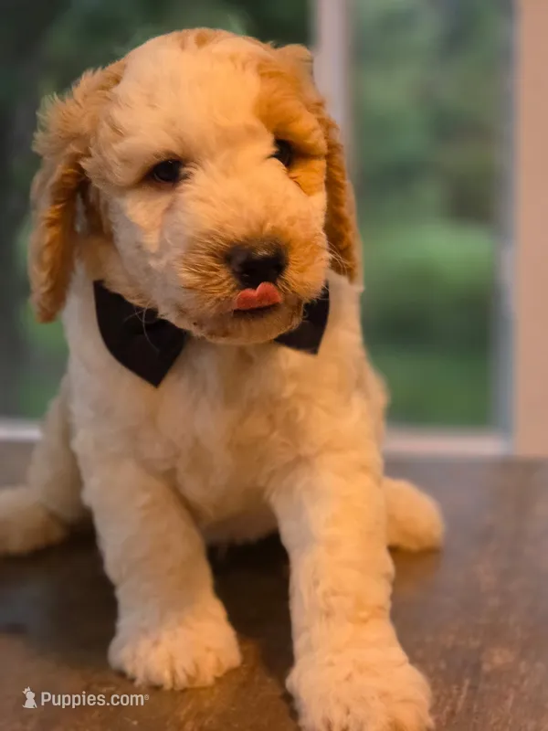 Marco – Goldendoodle puppy for sale in Burlington, NJ