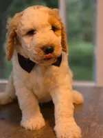 Marco, a male Goldendoodle for sale in Burlington, NJ – 1 of 2