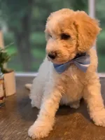Marley, a male Goldendoodle for sale in Burlington, NJ – 2 of 2
