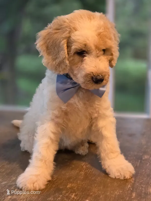 Marley – Goldendoodle puppy for sale in Burlington, NJ