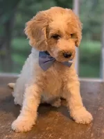 Marley, a male Goldendoodle for sale in Burlington, NJ – 1 of 2