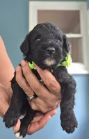Junior, a male Goldendoodle for sale in Burlington, NJ – 2 of 2
