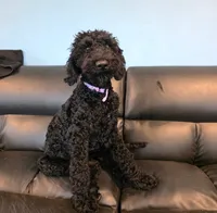 Precious, a female Goldendoodle for sale in Burlington, NJ – 3 of 3