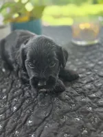 Summer, a female Goldendoodle for sale in Burlington, NJ – 3 of 3