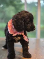 Sky, a male Goldendoodle for sale in Burlington, NJ – 2 of 2