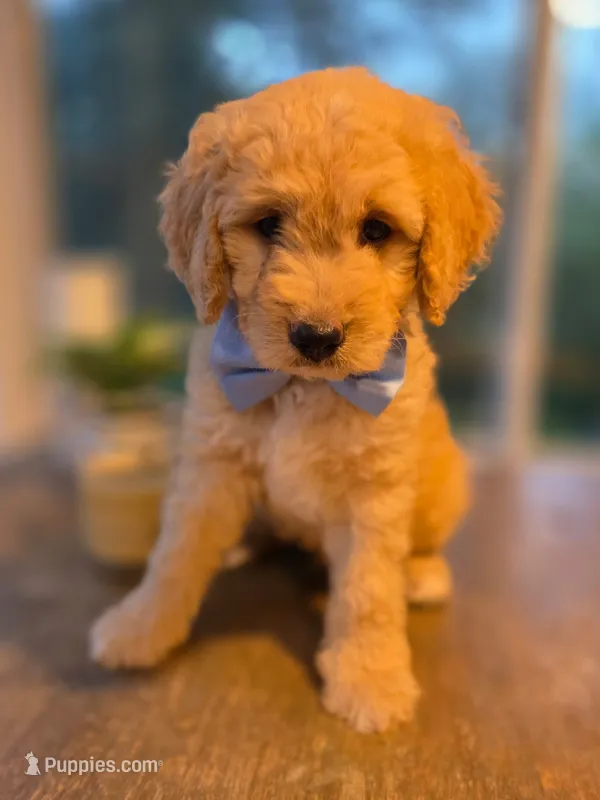 Benji – Goldendoodle puppy on hold in Burlington, NJ