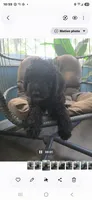 Lucky, a male Goldendoodle for sale in Burlington, NJ – 2 of 5