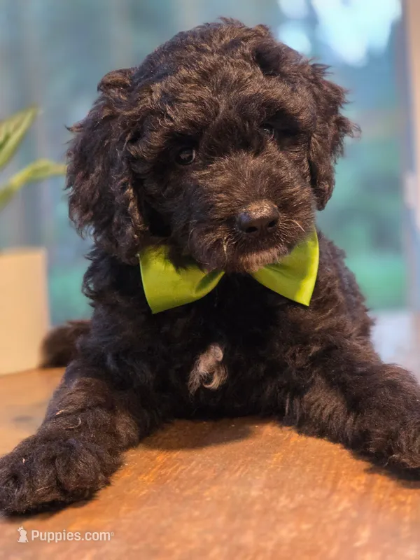 Junior – Goldendoodle puppy for sale in Burlington, NJ