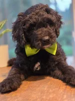 Junior, a male Goldendoodle for sale in Burlington, NJ – 1 of 2