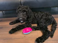Precious, a female Goldendoodle for sale in Burlington, NJ – 2 of 3