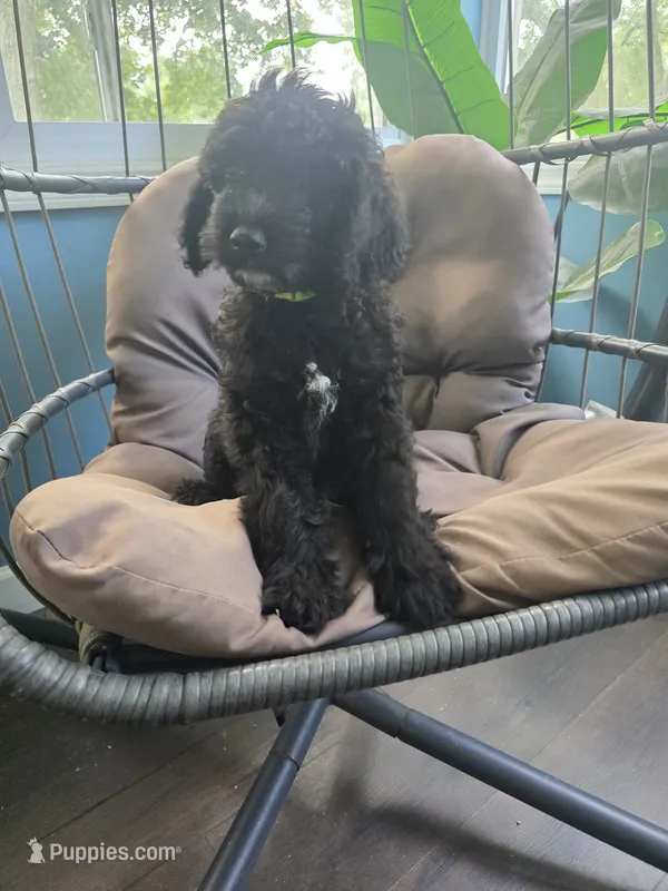 Junior – Goldendoodle puppy for sale in Burlington, NJ