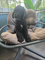 Lucky, a male Goldendoodle for sale in Burlington, NJ – 1 of 5
