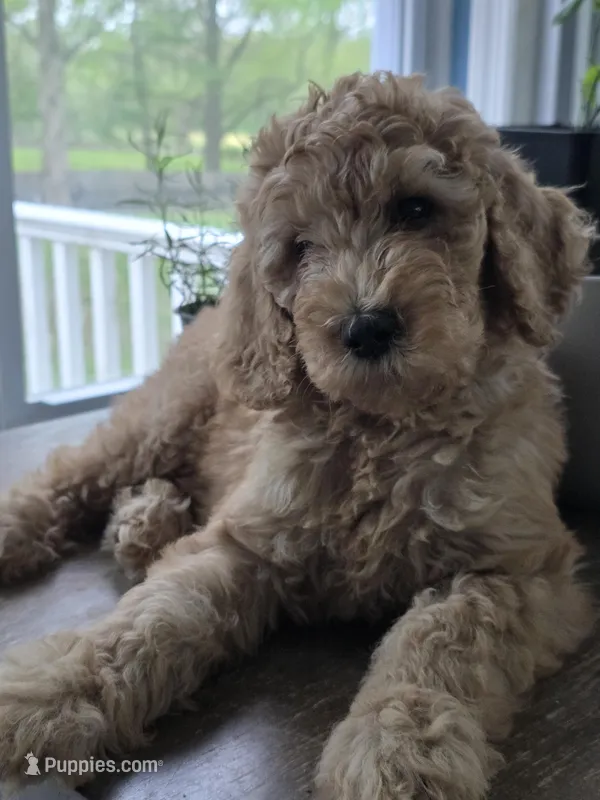 Tito – Goldendoodle puppy on hold in Burlington, NJ