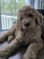 Tito, a male Goldendoodle for sale in Burlington, NJ – Photo 1 of 2